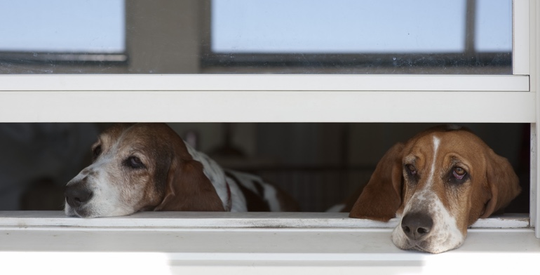 Dogs look out open window with no window treatment in Southern California.